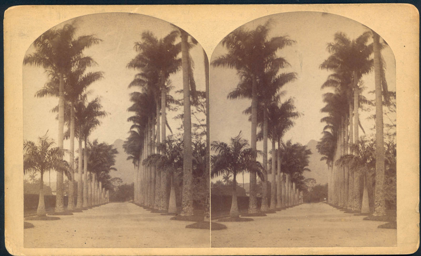 William Bell's Stereograph of Botanical Garden, Rio de Janeiro, 1882