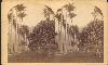 William Bell's Stereograph of Botanical Garden, Rio de Janeiro, 1882