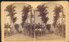 William Bell's Stereograph of Botanical Garden, Rio de Janeiro, 1882