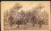 William Bell's Stereograph of Botanical Garden, Rio de Janeiro, 1882