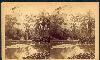 William Bell's Stereograph of Botanical Garden, Rio de Janeiro, Montevideo, 1882