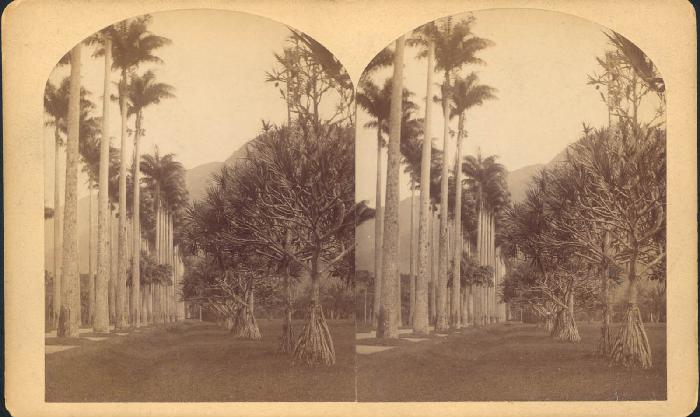 William Bell's Stereograph of Botanical Garden, Rio de Janeiro, 1882