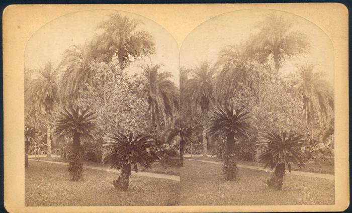 William Bell's Stereograph of Botanical Garden, Rio de Janeiro, 1882