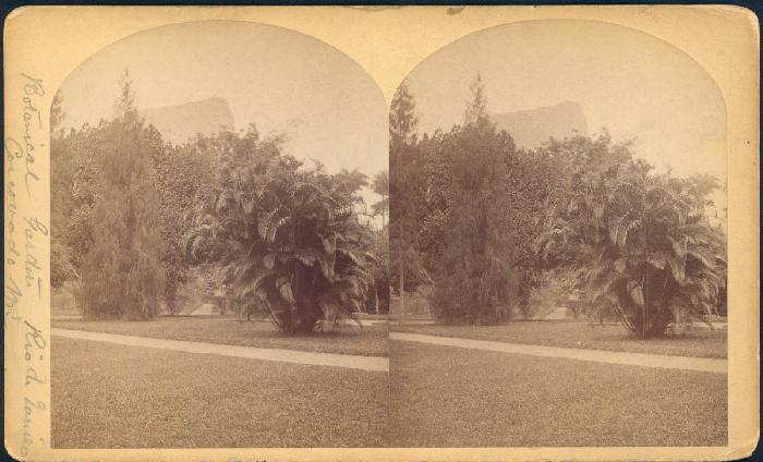 William Bell's Stereograph of Botanical Garden, Rio de Janeiro, Corcovado Mountain, 1882