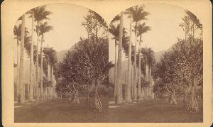 William Bell's Stereograph of Botanical Garden, Rio de Janeiro, 1882