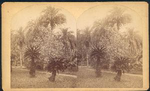 William Bell's Stereograph of Botanical Garden, Rio de Janeiro, 1882
