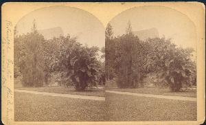 William Bell's Stereograph of Botanical Garden, Rio de Janeiro, Corcovado Mountain, 1882