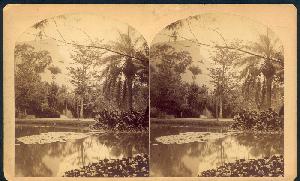 William Bell's Stereograph of Botanical Garden, Rio de Janeiro, Montevideo, 1882