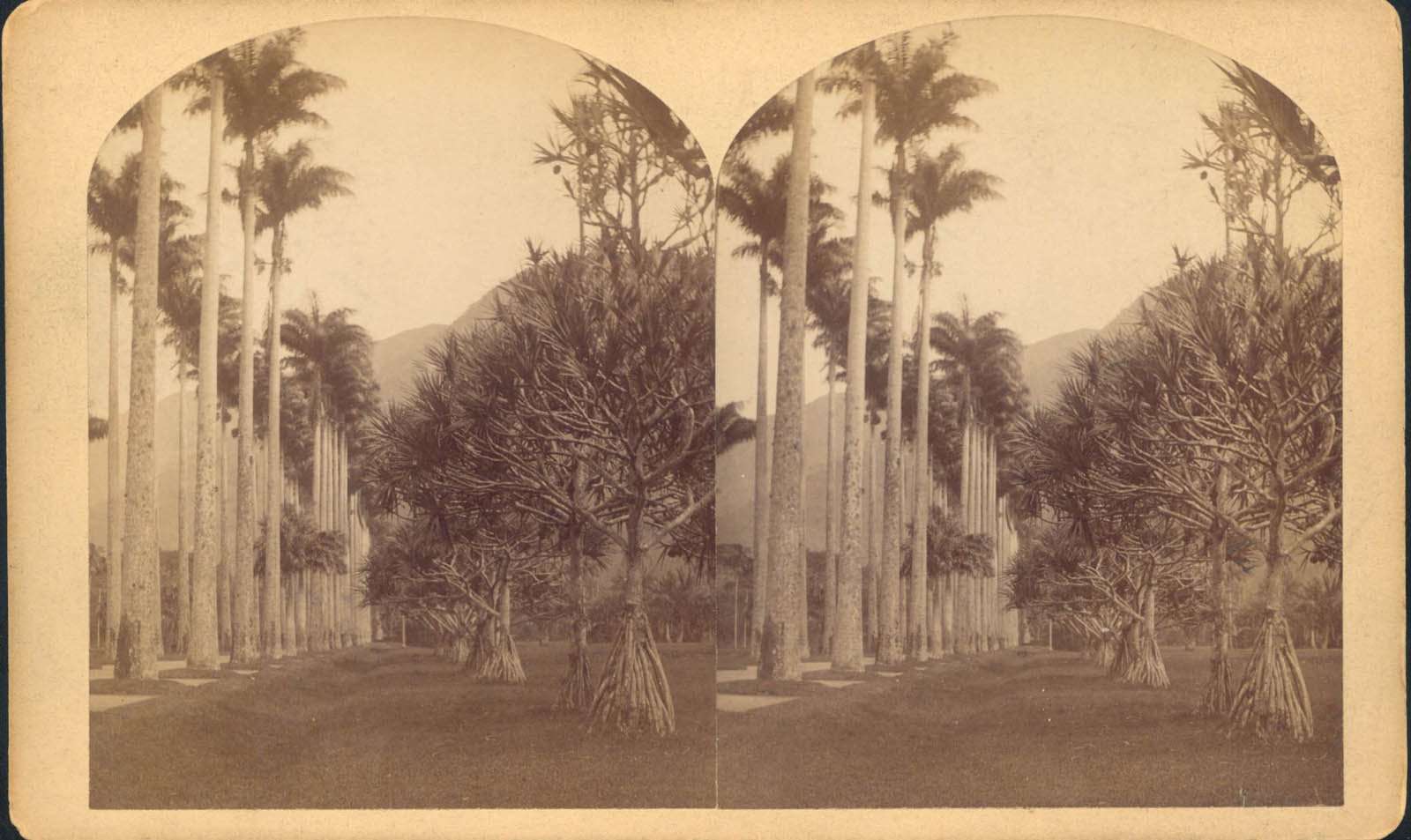 William Bell's Stereograph of Botanical Garden, Rio de Janeiro, 1882
