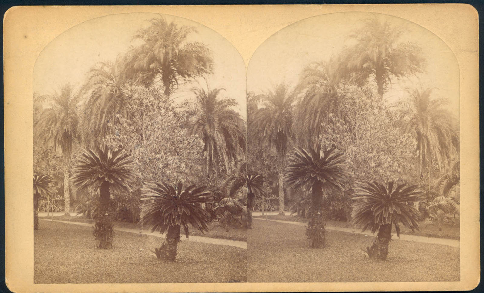 William Bell's Stereograph of Botanical Garden, Rio de Janeiro, 1882