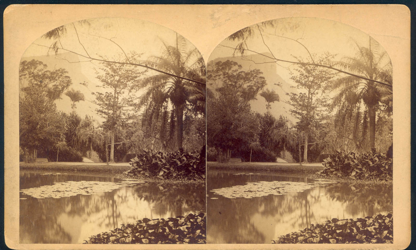 William Bell's Stereograph of Botanical Garden, Rio de Janeiro, Montevideo, 1882